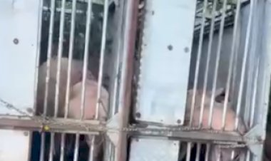 Carreta com carga de suínos tomba na BR-163 entre Guaíra e Mercedes