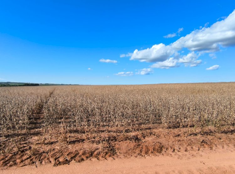 Colheita da soja 2025/26 começa no Oeste do Paraná com produtividades elevadas