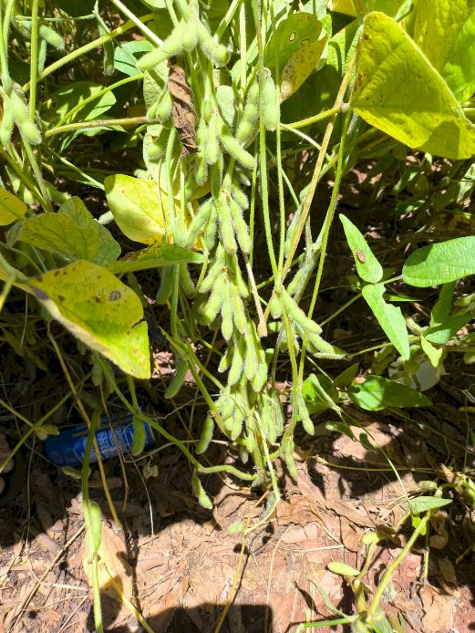 Colheita da soja 2025/26 começa no Oeste do Paraná com produtividades elevadas