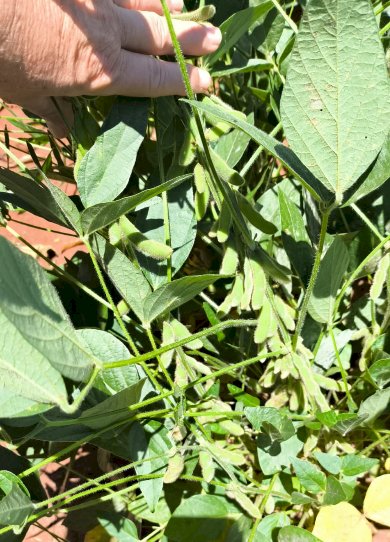 Colheita da soja 2025/26 começa no Oeste do Paraná com produtividades elevadas