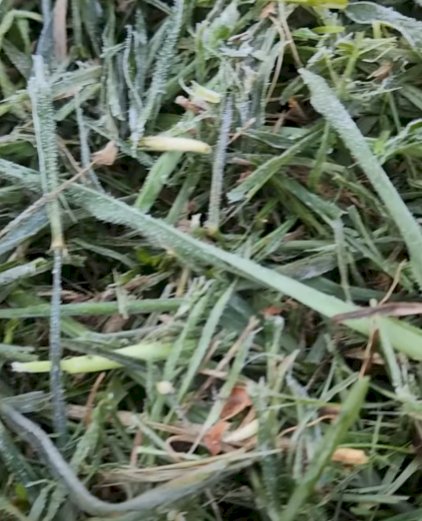 Primeira geada de 2026 é registrada na Serra Catarinense em pleno mês de janeiro