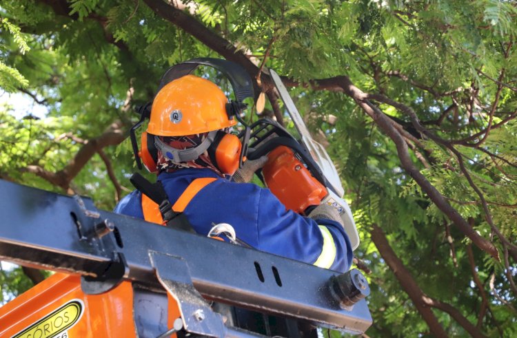 Empresa terceirizada inicia serviços de poda de árvores em Marechal Cândido Rondon