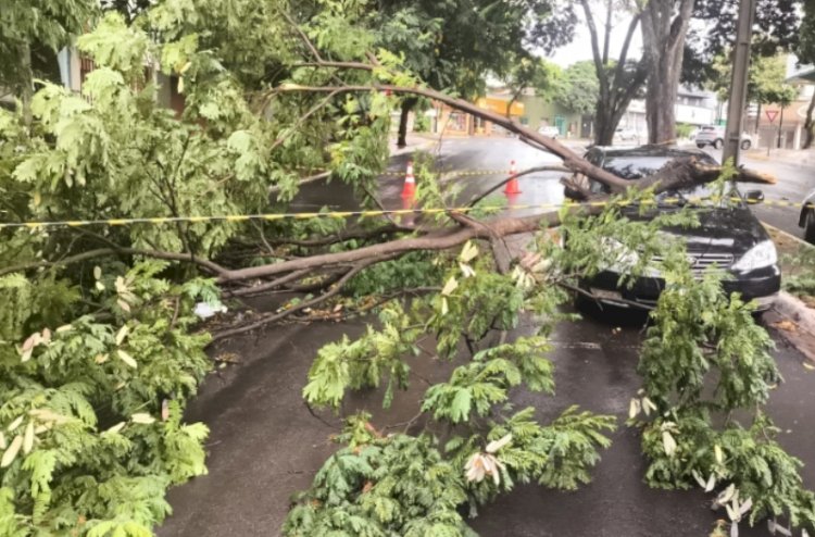 Chuva traz alívio para lavouras da região; ventos causam danos em Guaíra
