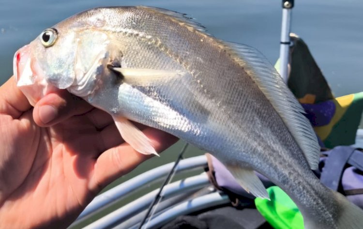 Encerradas a prova  do 26º Torneio Internacional de Pesca à Corvina em  Porto Mendes Marechal  C. Rondon