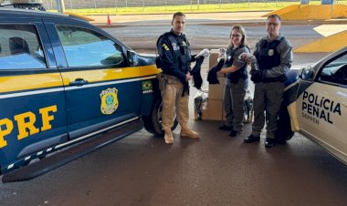 Polícia Federal doa 150 kg de cabelo apreendido para Hospital do Câncer