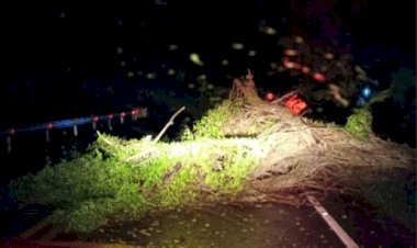 Temporal causa queda de árvore, interrupção de rodovia e falta de energia na região oeste