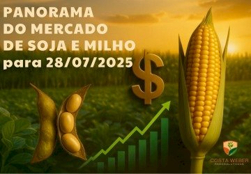 Panorama do Mercado da Soja e do Milho - 28/07/2025
