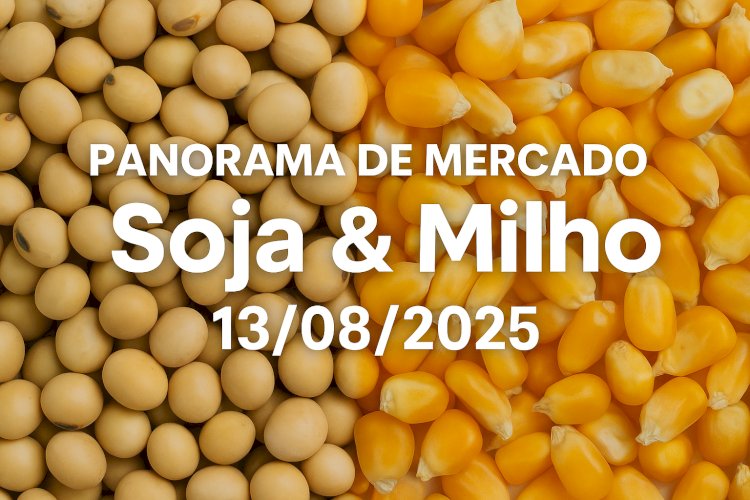 PANORAMA DO MERCADO DE SOJA E MILHO — 13/08/2025