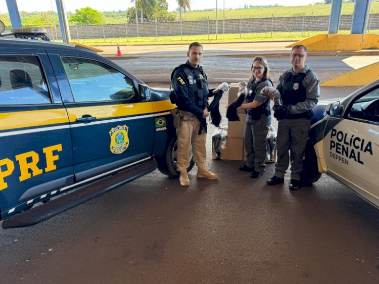 Polícia Federal doa 150 kg de cabelo apreendido para Hospital do Câncer