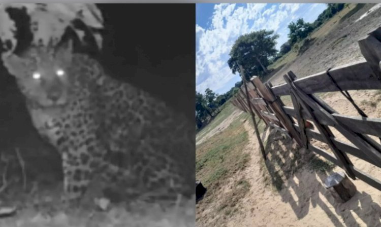 NOVO ATAQUE DE ONÇA-PINTADA É REGISTRADO NO PANTANAL SUL  MATO GROSENSSE