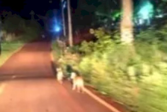 Onças-pardas são flagradas próximas à área urbana de Palotina e acendem alerta sobre convivência com a fauna silvestre