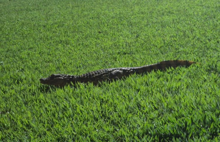 Corpo de Bombeiros captura jacaré  na no trevo de acesso a cidade de Altônia (PR)