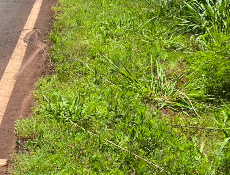 Rompimento de cabos de alta tensão deixa dezenas de residências sem energia em Novo Três Passos