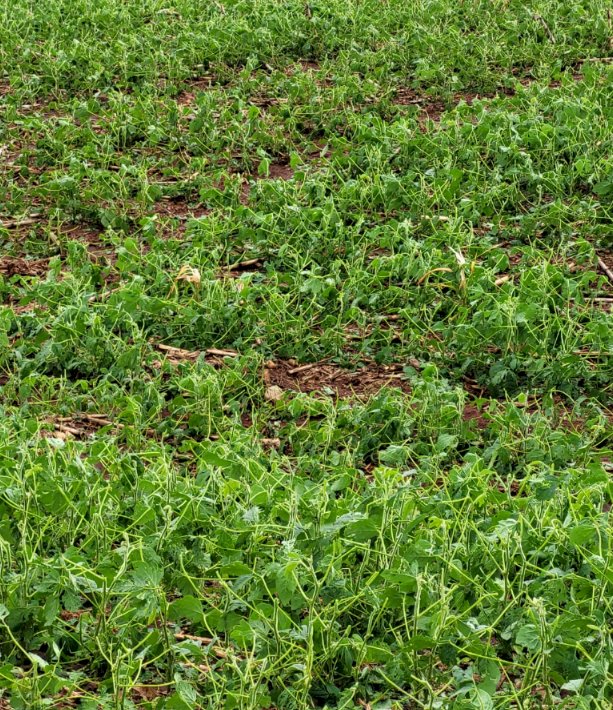 Chuva de granizo atinge o interior de Toledo nesta quarta-feira (12)