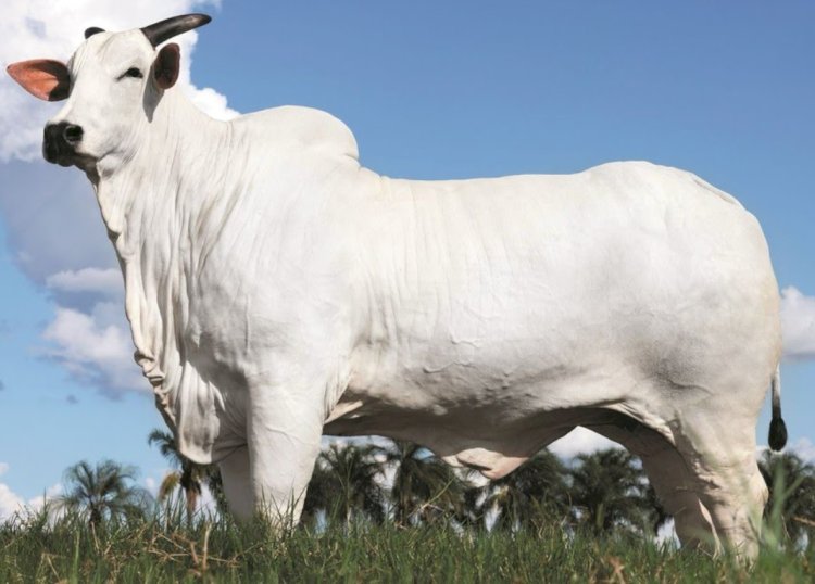 Vaca nelore é vendida por R$ 54 milhões em Foz do Iguaçu e estabelece recorde mundial